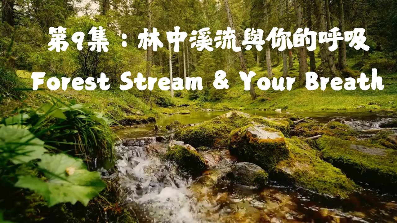 第9集：林中溪流與你的呼吸Forest Stream & Your Breath - YouTube
