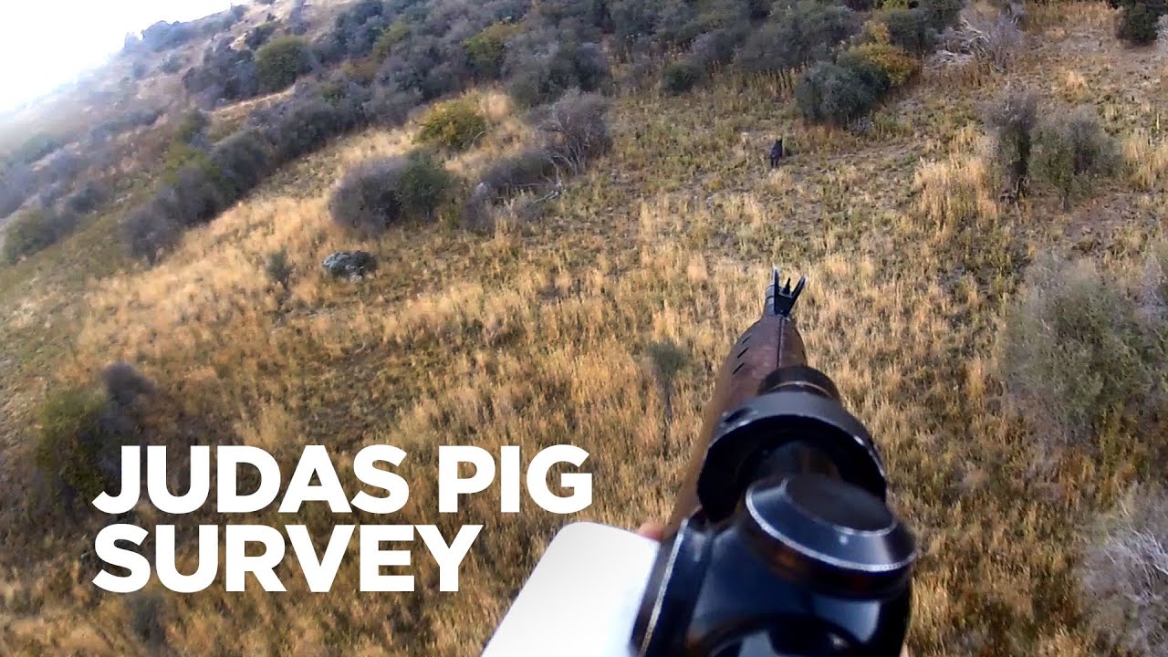 What's a Judas pig survey? YouTube
