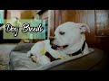 DOG BREEDS *CUTEST DOGS