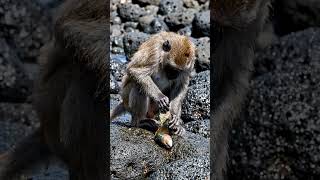 Monkeys using tools Asboblardan foydalanadigan maymunlar မျောက်တွေက ကိရိယာတွေသုံးတယ်။