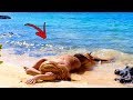 He Caught Real Life Mermaid on The Shore .. Then This Happens