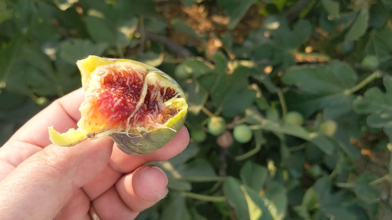 Coll de Dama Blanca-Negra Fig