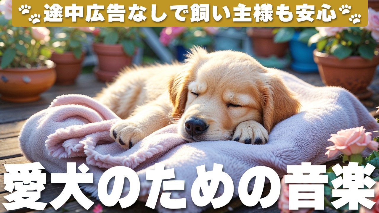 犬が落ち着く音楽 (12時間広告なし) 🐶 ヒーリングピアノ 犬が安心する音楽 | 雷対策 / vol.989