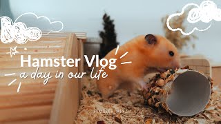 Hamster Vlog | Snacks basteln für Goldhamster und Zwerghamster