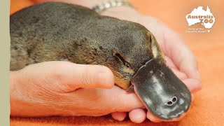 What happened to this sweet platypus? | Wildlife Warriors Missions