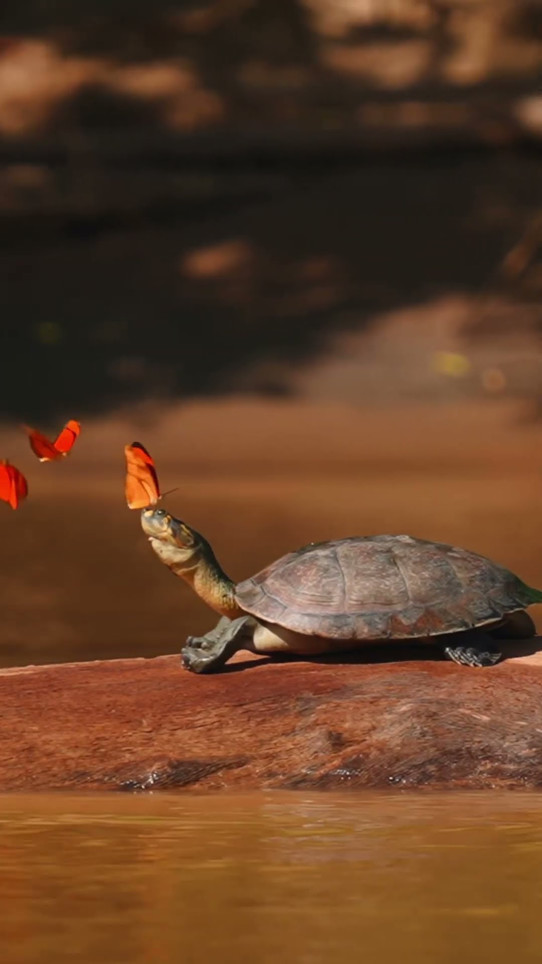 Butterfly kiss! ?? #Turtle #Butterflies #Peru
