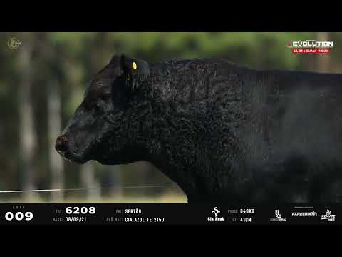 LOTE 09   TAT 6208 M Angus