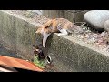 【情けは猫の為ならず？】排水溝に落ちた仲間猫を助けたら一緒に保護されて幸せになった話