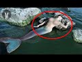 5 Sirenas REALES Captadas En Video 2021
