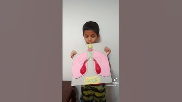 Lungs Model 👌 Easy Science TLM #tlm #tlmideas #tlms #school #crafts #activity #india #kids #learning