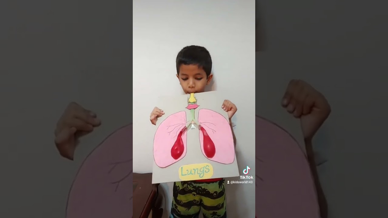 Lungs Model 👌 Easy Science TLM 