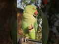 #mummy ek gilas pani de do #funny #funnyanimal #funnyparrot #talkingparot #viralvideo #viralreels...