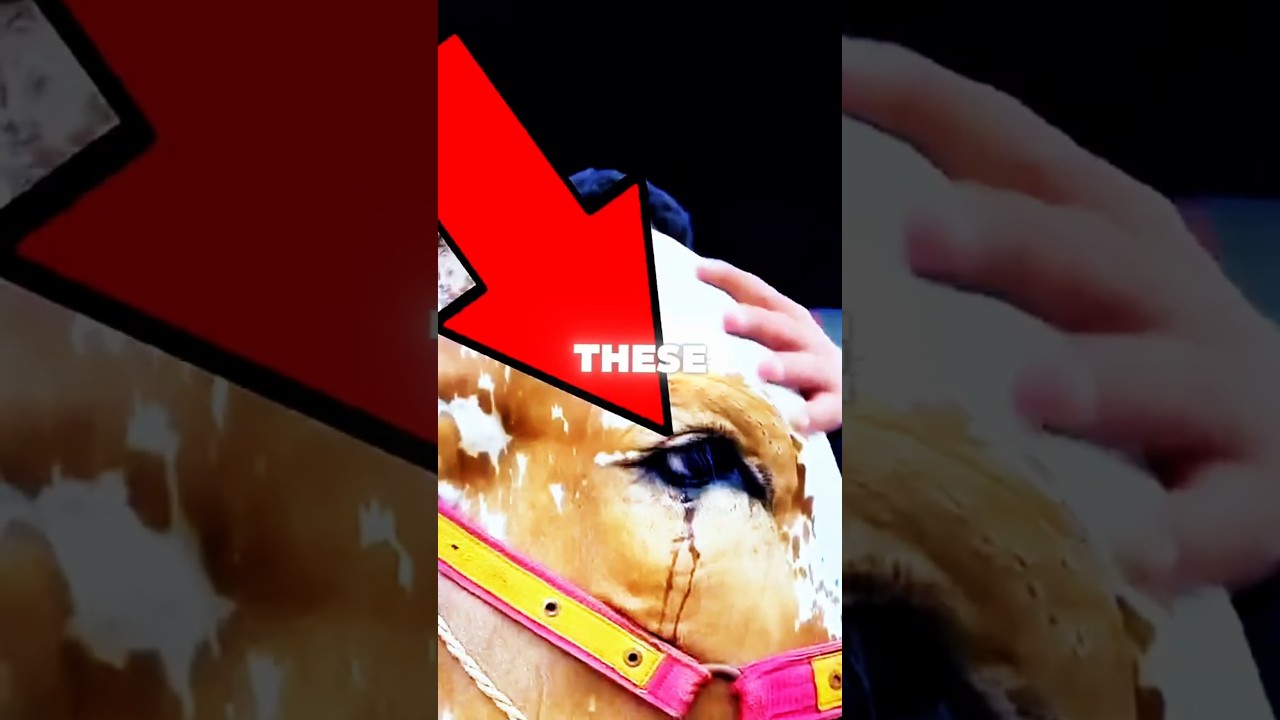 DO Cows Really Produce Tears When They're Sad? 