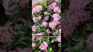 Untitled #bloomseason #flowers #nature #bloomingflowers #bloomdaily #garden #indoorplants #garden