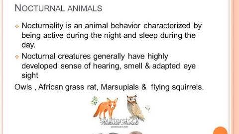 OSP: Week 8 Grade 4 English language