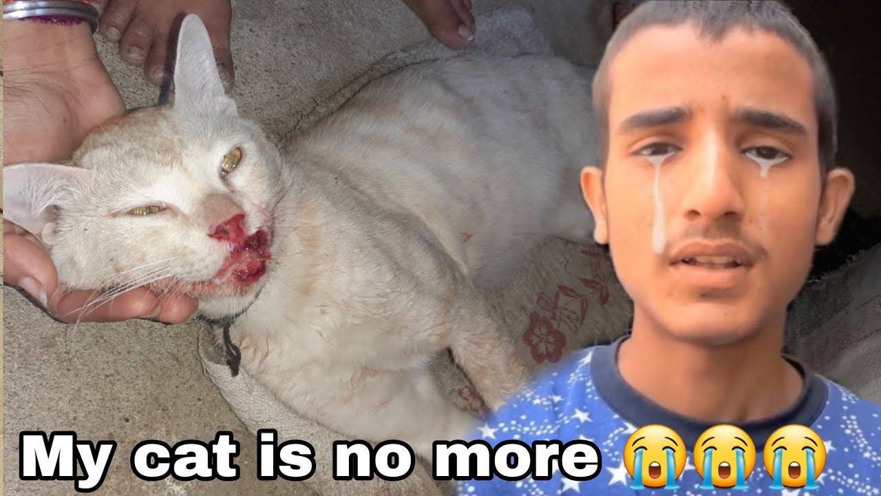 My Cat Is No More YouTube my-cat-is-no-more-youtube