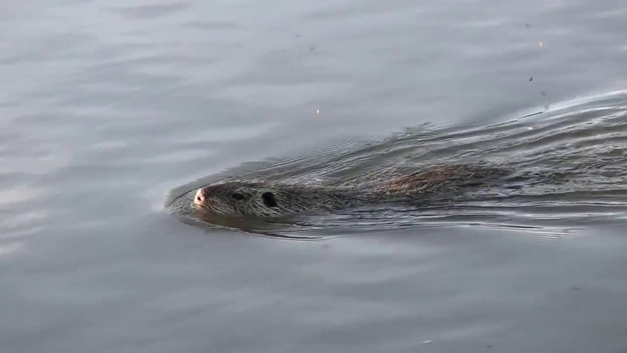 Rybařina - Seriál JAK SE  - O rybách a rybaření  - feeder - úhel prutu