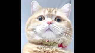 The cat cured the little owner's biggest worry.#pets #cat #cute #shorts #funny