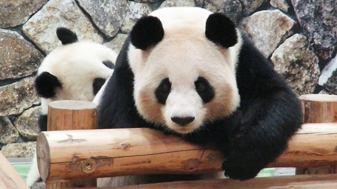 おかあさんに怒られてシュンとしちゃう💦 おかあさんの大激怒！！ 