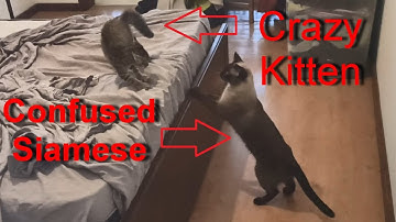 Meimei confused about Gato - Siamese and the new kitten #funny #cute
