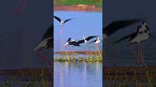 Blackwinged stilt #birds #nature #photography #naturephotography #wildlife #birdswildlifephotography