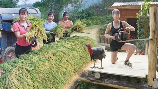 CEO Girl Building a Wooden Floor To Dry Rice - The First Rice Harvest After 4 Months of Planting