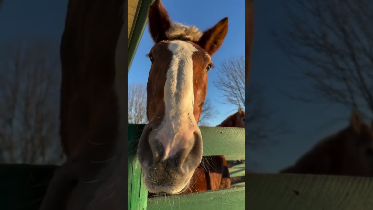 ✨ НОВЕЙШЕЕ ОБНОВЛЕНИЕ О СПАСЕНИЯХ ЖИВОТНЫХ ✨ 
