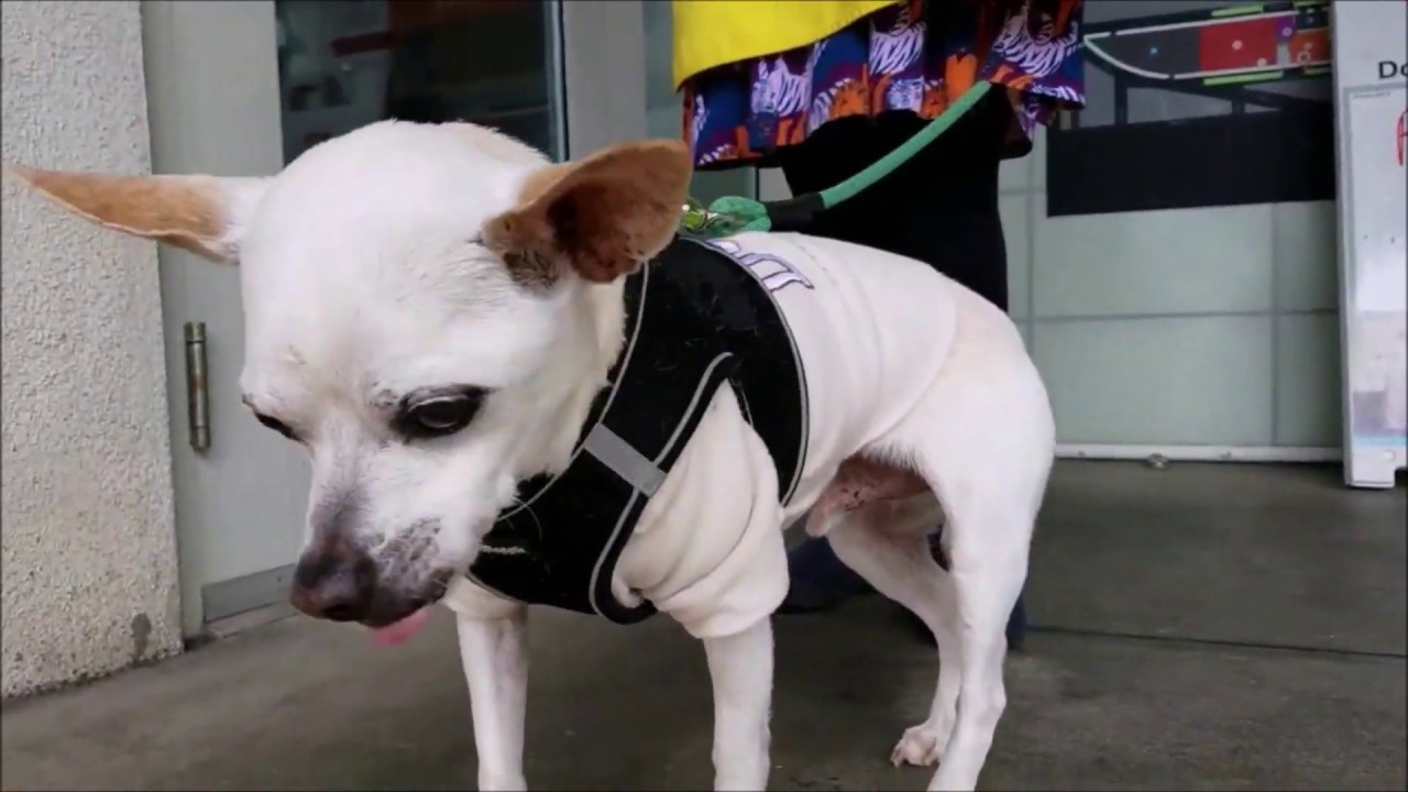 Monet, a male Chihuahua at Muttville-adopted! rescue dogs rock nyc