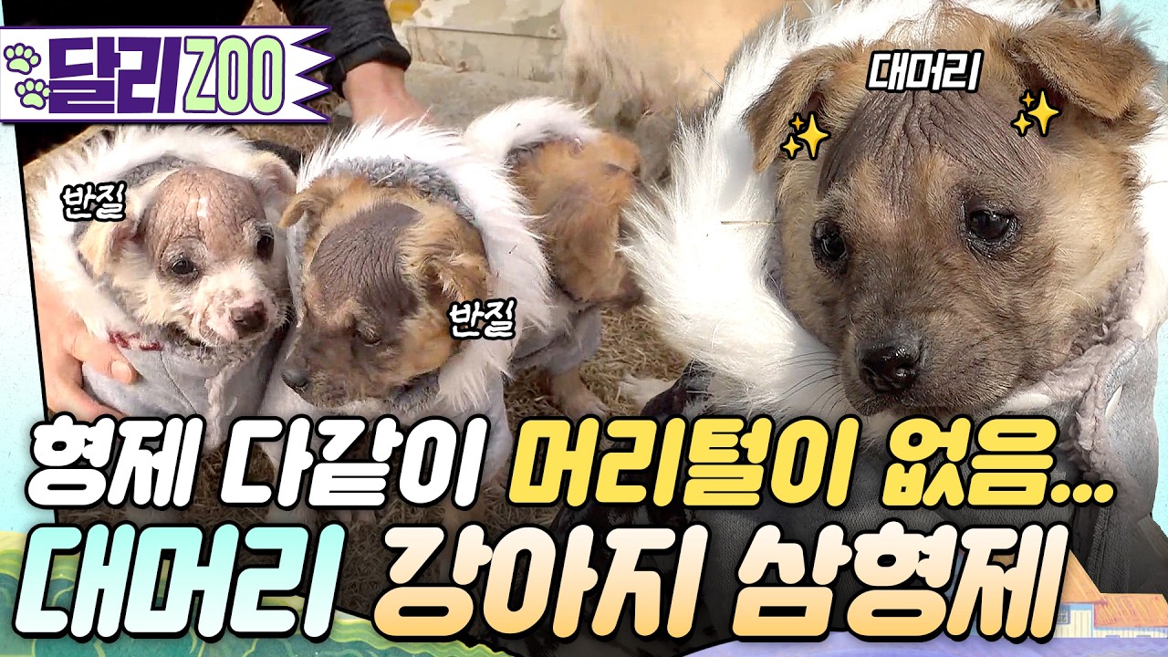 무모(毛)한 형제들 #동물농장 #달리