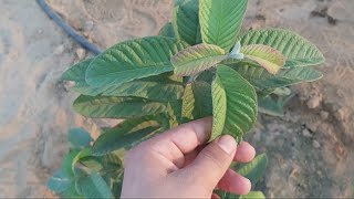 زراعة الجوافة واسرار العناية بها من حيث الري التسميد والتزهير وزيادة الثمار How to plant guava