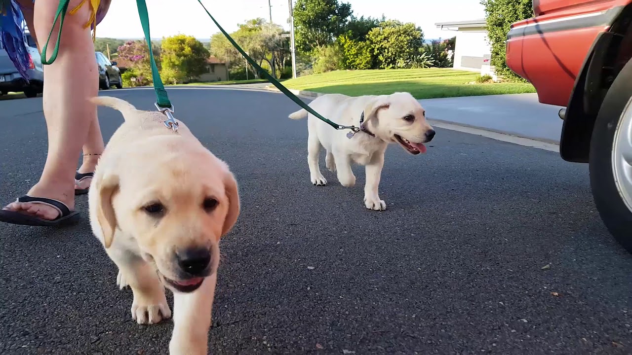 when can i take puppy for first walk