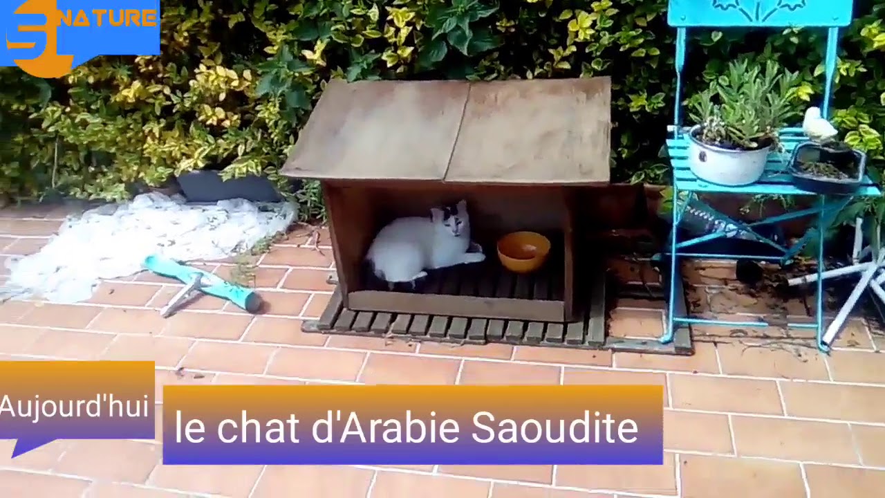 Reportage sur les chats en Arabie Sahoudite - YouTube