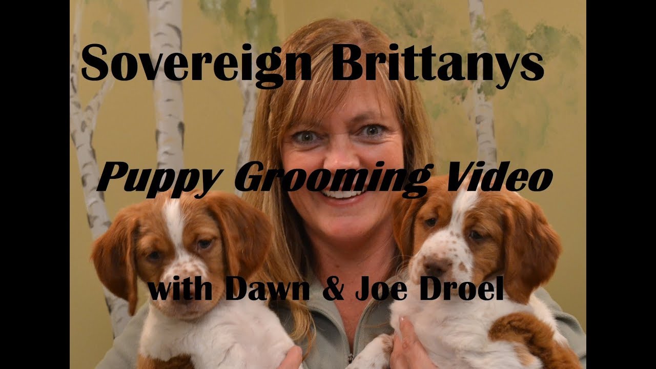 Grooming a Brittany puppy YouTube