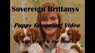 Grooming a Brittany puppy by Dawn Droel 5,777 views 6 years ago 7 minutes, 6 seconds