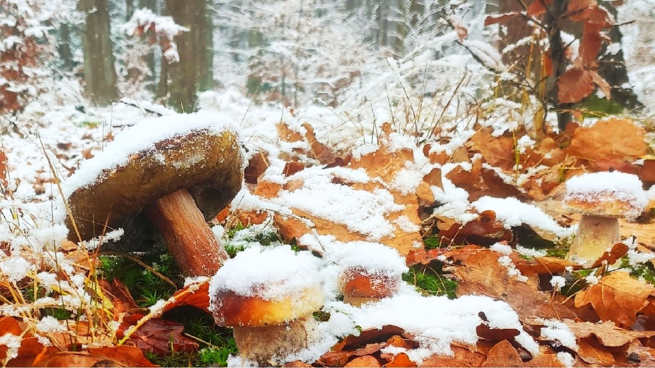 Грибы 2025 ШОК! ПЕРВЫЙ СНЕГ! УДАЧА! 🍄 БОРОТНИ, ЗИМНИЕ ГРИБЫ! ЛЕС! ЗАМЕЧАТЕЛЬНО! Сбор грибов