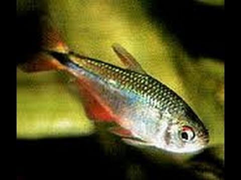 buenos aires tetra fish