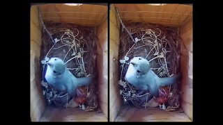 Oak Titmouse in Bird Nesting Box Stereo 3-D View