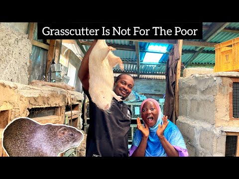 He owns a Multi_Million Naira Grasscutter Farm In Lagos Nigeria And That Shocked me As A Ghanaian🇬🇭