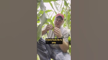 Scouting for Tar Spot #corn #farming #agriculture