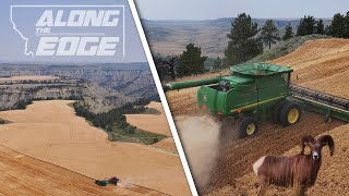 Along the Edge 2023  Montana Wheat Harvest with an Epic View