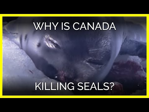 Why Is Canada Killing Seals?