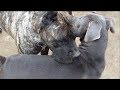 Two Presa Canarios Flank a Cane Corso/PitBull