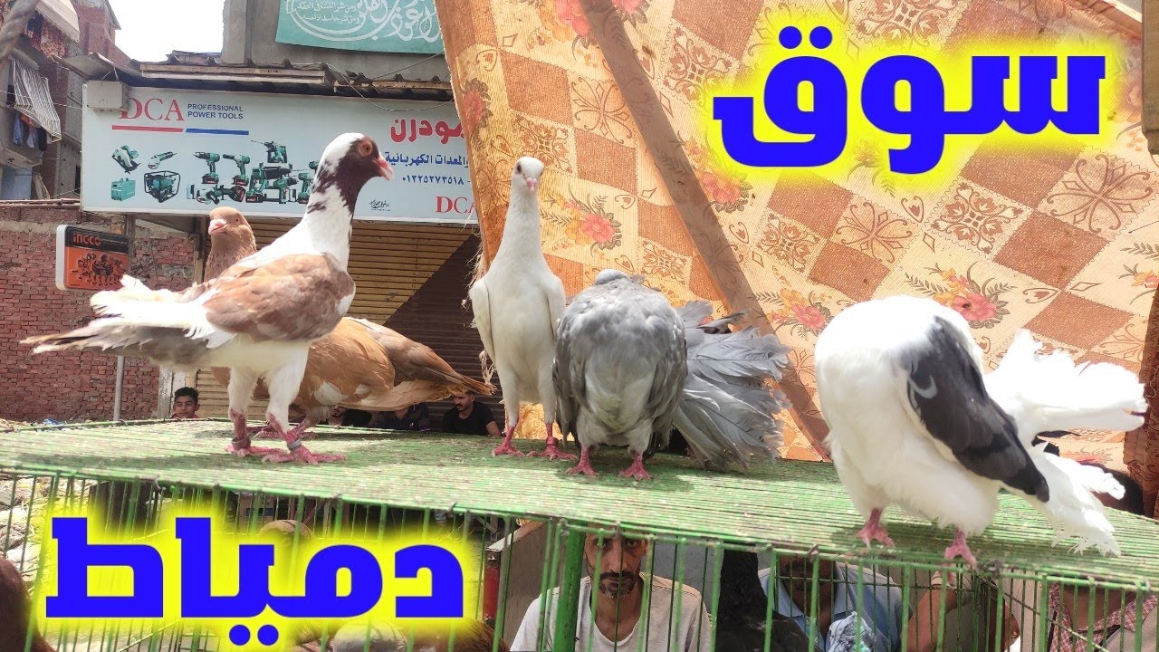 سوق الحمام انهاردة في دمياط عروض حمام نار و كمان مسابقه على 100 جنيه كاش