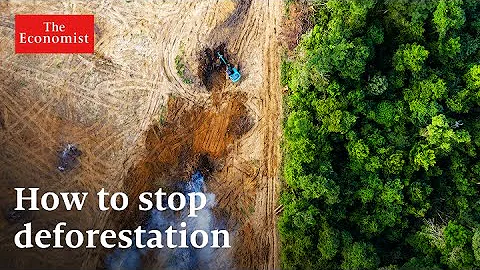 Climate change: can money stop deforestation? - DayDayNews