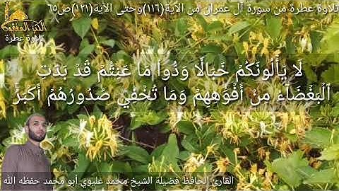 @يتلوعلينا القارئ الحافظ فضيلة الشيخ محمد عليوي ماتيسر من سورةآل عمران الآية(١١٦) وحتى الآية(١٢١)ص٦٥