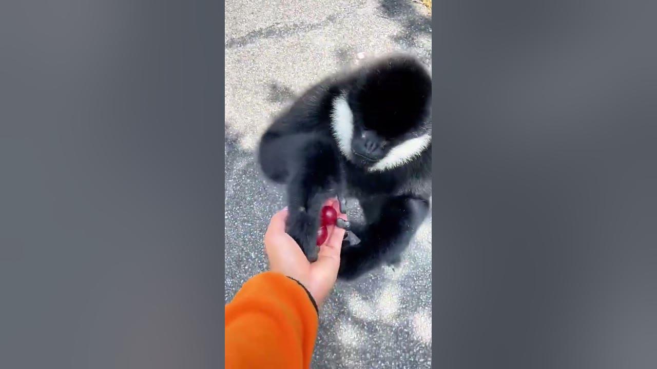 Mono comelon YouTube