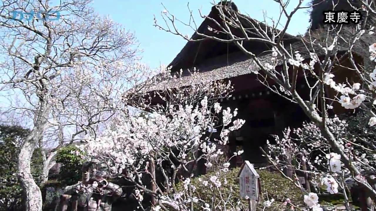 古都 鎌倉で梅の花が見頃 神奈川新聞 カナロコ Youtube 古都 鎌倉で梅の花が見頃 神奈川新聞 カナロコ Youtube