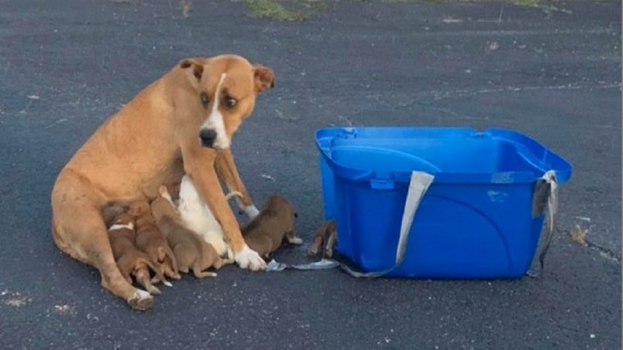 Saveing Dogs Rescuers Save Dog Momma And Her 9 Puppies That Were Abandoned In A ...