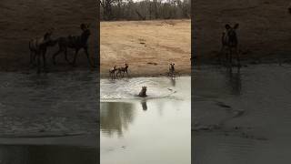 Wild Dogs Vs Hyenas