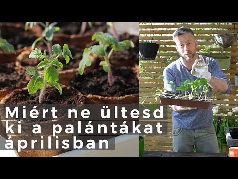 Videó: Mikor kell chanát ültetni?